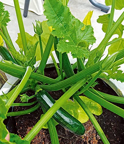 baldur-garten-topf-zucchini-easy-pick-green-f1-2-pflanzen-f-r-balkon image 6