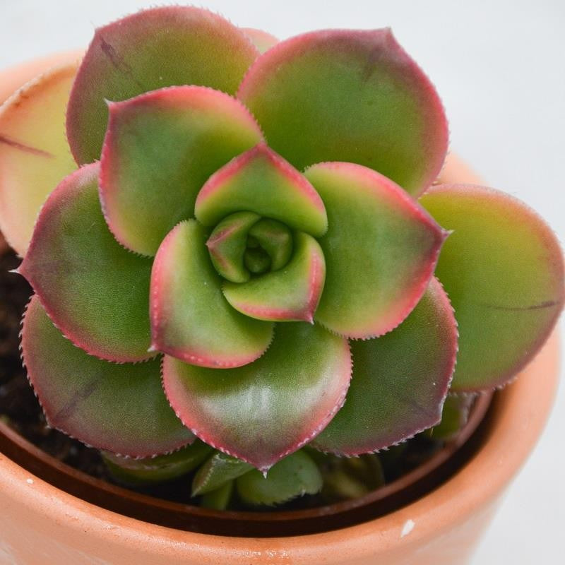 pasiora-aeonium-haworthii-dream-color-sukkulente-5-5cm image 4