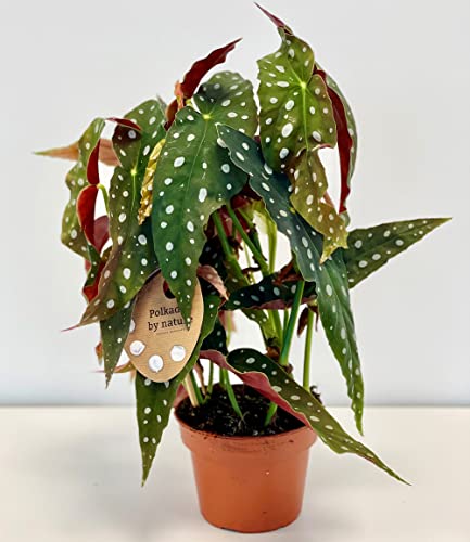 baldur-garten-forellenbegonie-maculata-gro-14-cm-topf-ca-30-cm image 6