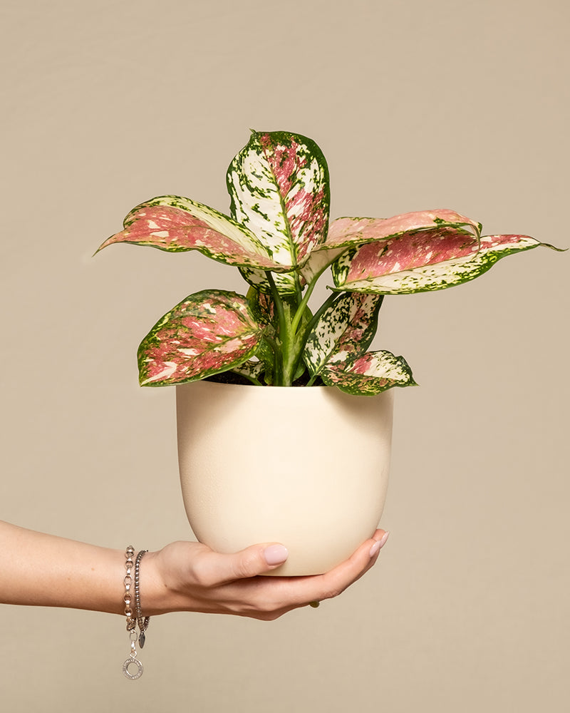 feey-aglaonema-jazzy-red-kolbenfaden-zimmerpflanze-klein image 1