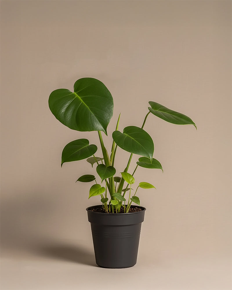 feey-monstera-fensterblatt-zimmerpflanze image 3