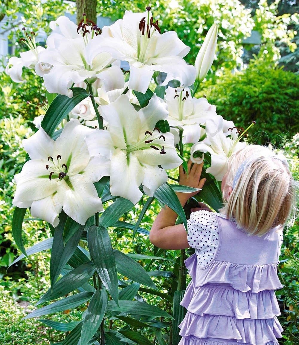 baldur-garten-3x-tree-lily-pretty-woman-zwiebel-16-18-cm image 2
