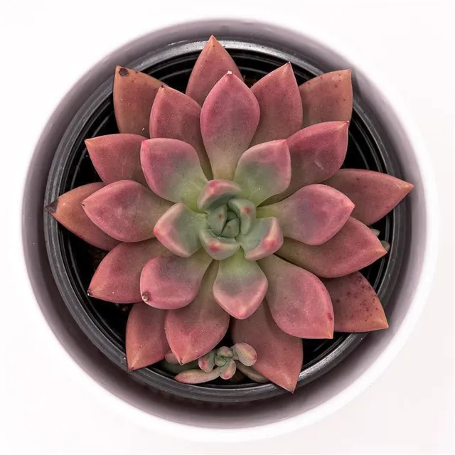 pasiora-x-graptoveria-pink-donna-sukkulente-im-13cm-topf image 1