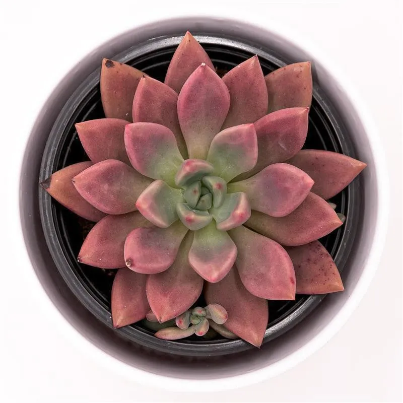 pasiora-x-graptoveria-pink-donna-sukkulente-im-13cm-topf image 1