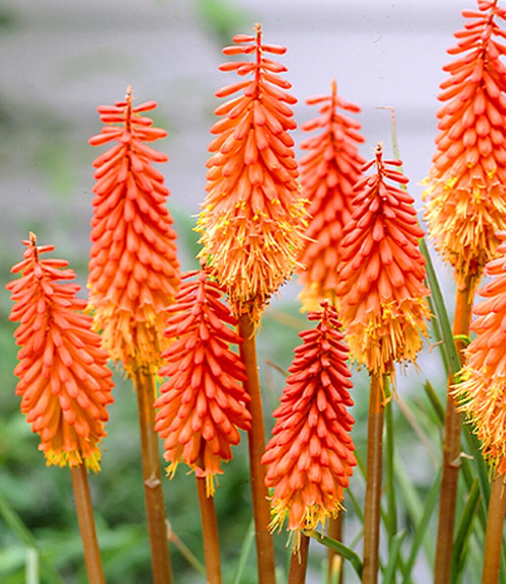 baldur-garten-kniphofia-alcazar-fackellilie-9x9-cm-topf image 2