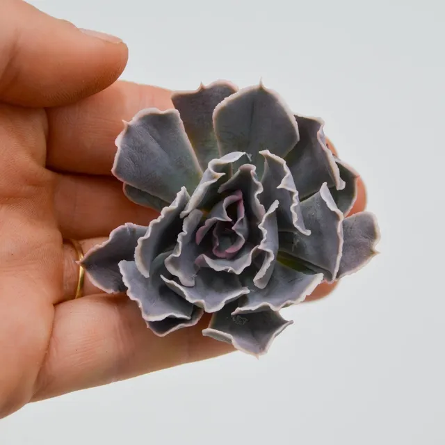 pasiora-echeveria-desert-star-steckling-indoor-sukkulente image 1