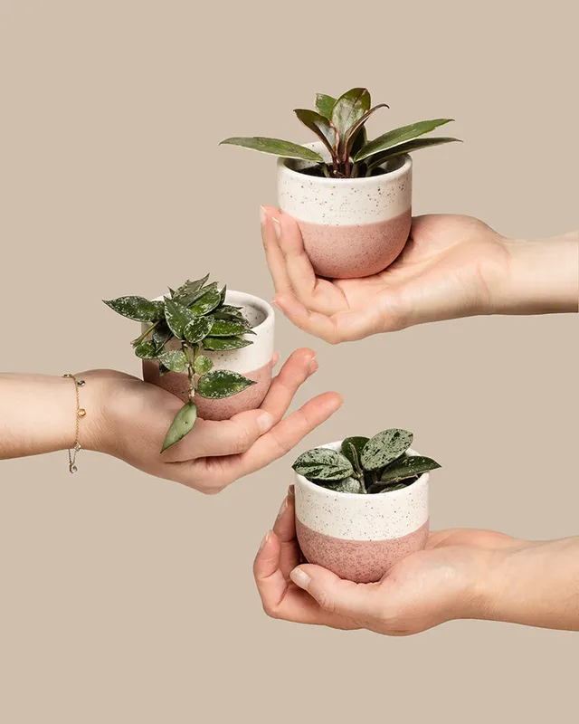 feey-babypflanzen-trio-hoya-wachsblumen-3er-set image 1