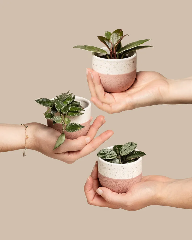 feey-babypflanzen-trio-hoya-wachsblumen-3er-set image 1