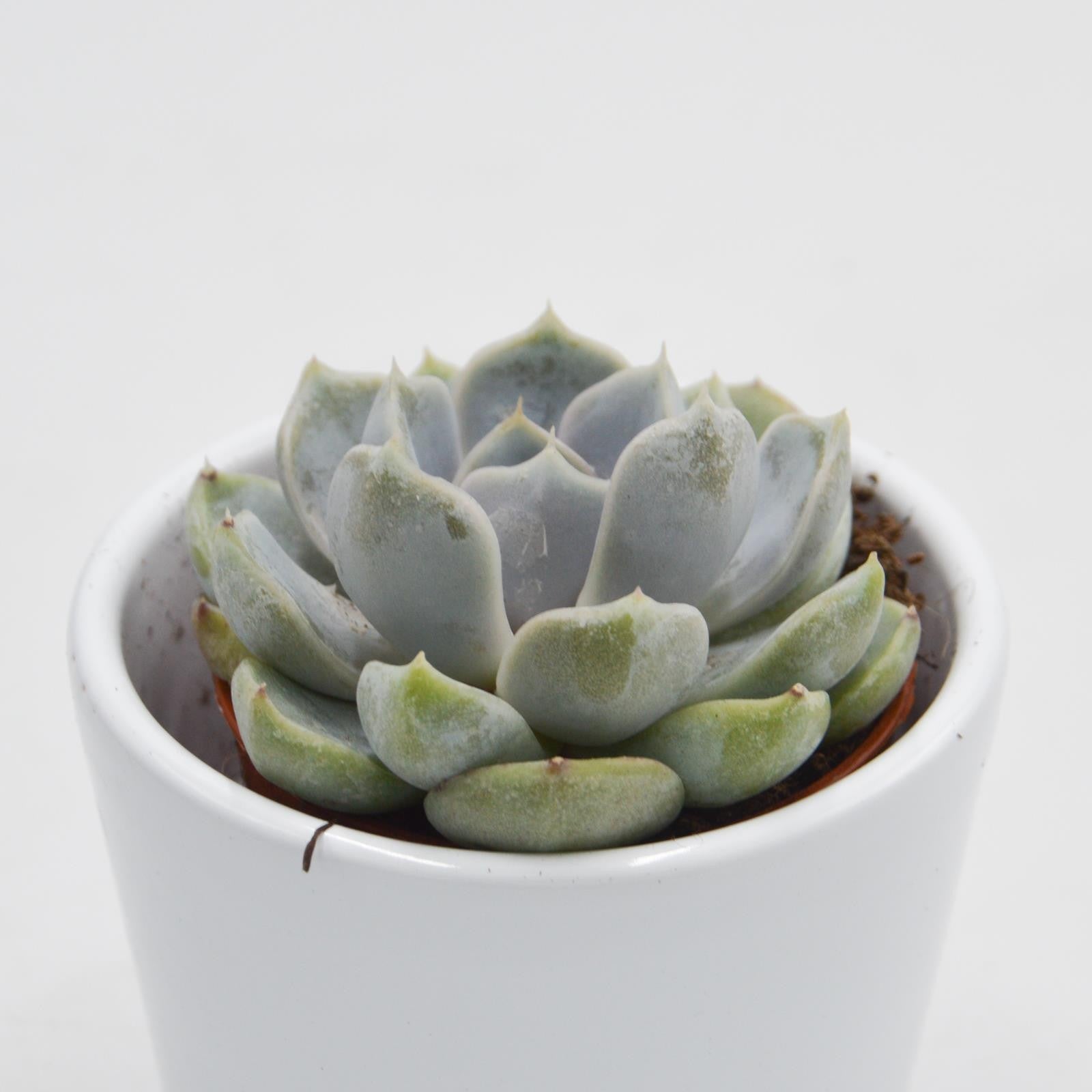 pasiora-echeveria-snow-bunny-sukkulente-5-5cm-topf image 2