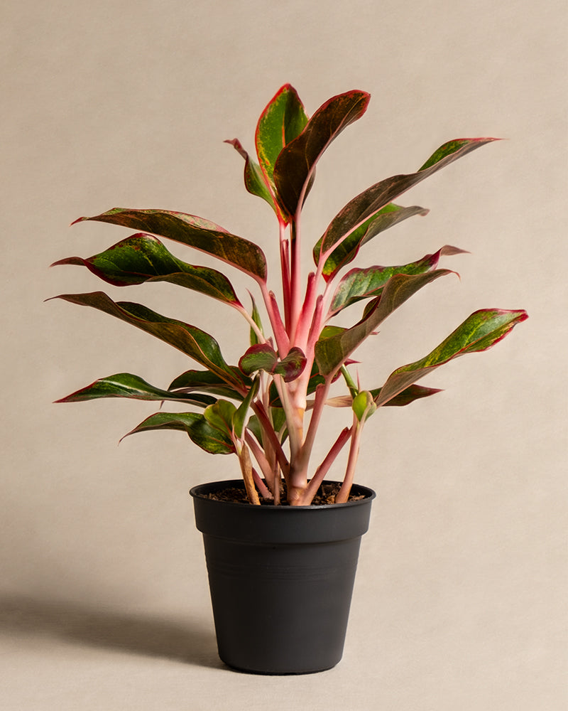 feey-aglaonema-jungle-red-kolbenfaden-mit-roten-bl-ttern-klein image 3