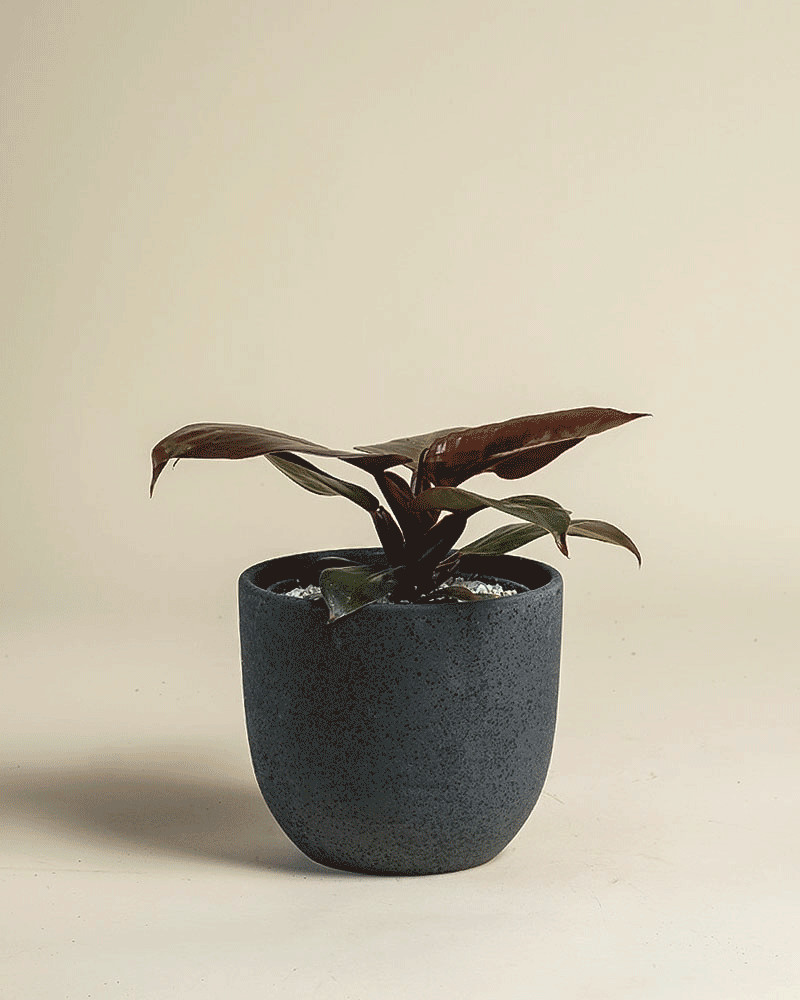 feey-philodendron-red-sun-zimmerpflanze-mit-rotem-austrieb image 5