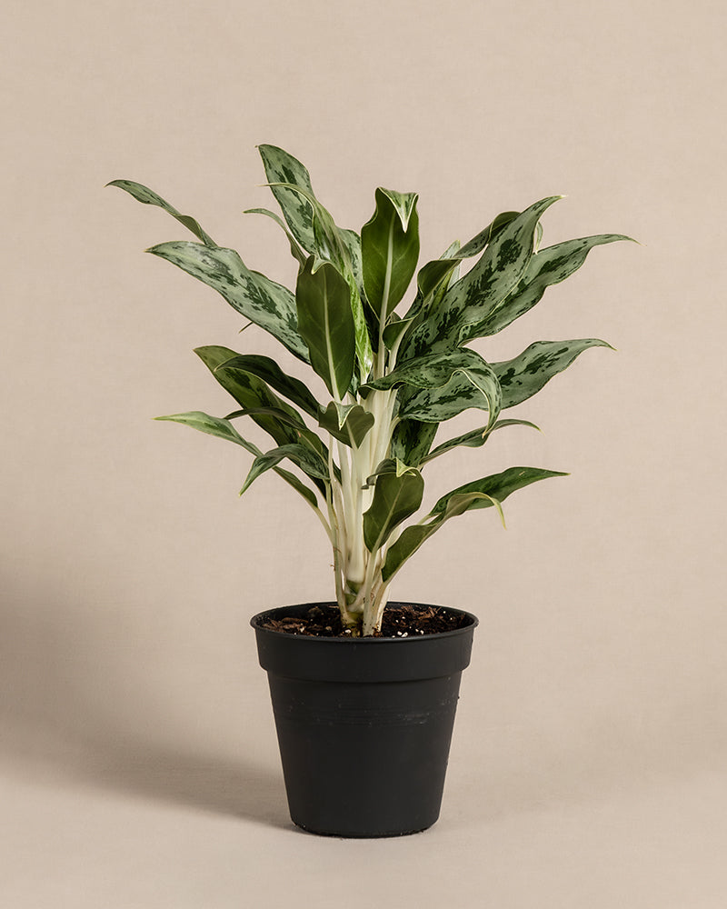 feey-aglaonema-greyhound-zimmerpflanze-kolbenfaden image 3