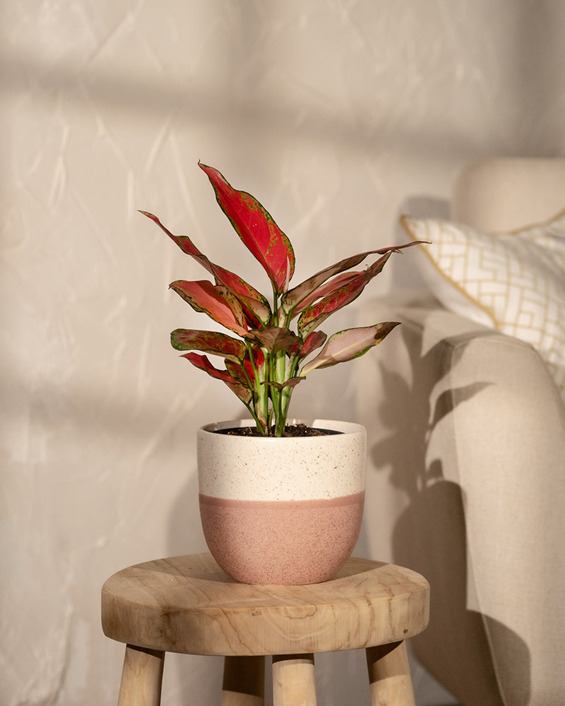 feey-aglaonema-cherry-baby-zimmerpflanze-20-30-cm image 4