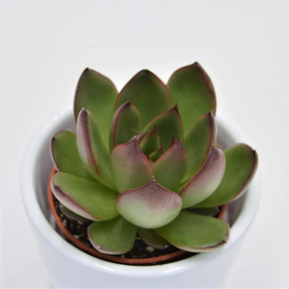 pasiora-echeveria-red-tip-echeverie-5-5cm image 1
