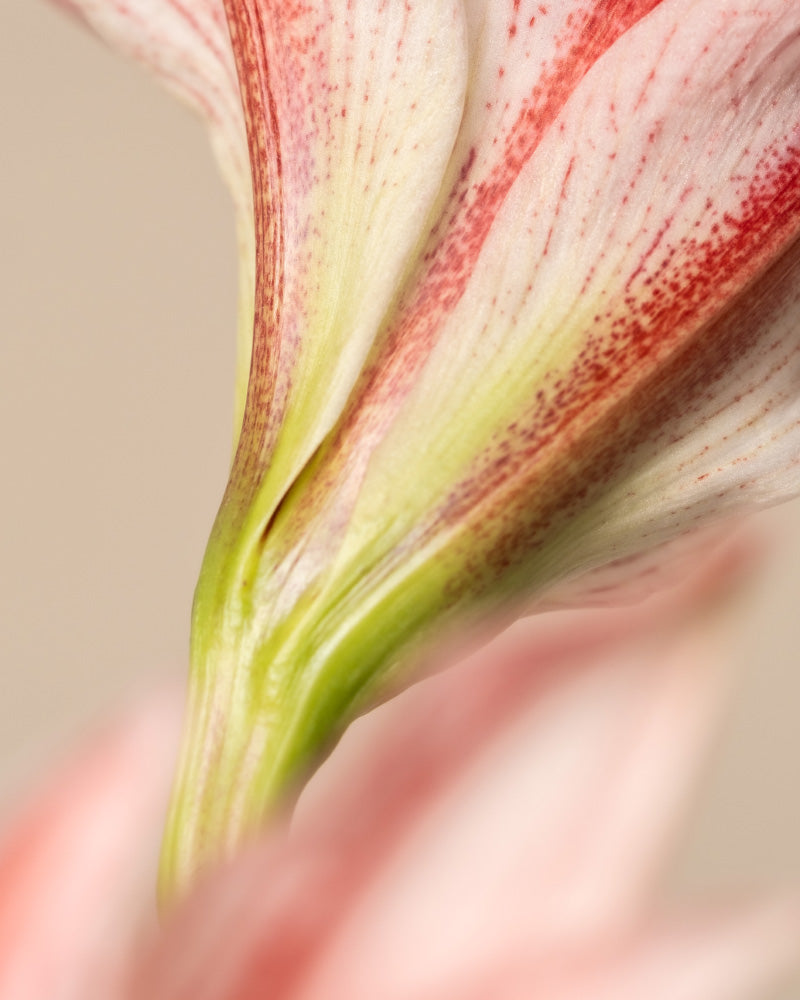 feey-amaryllis-hippeastrum-ritterstern-zwiebel-in-rot-wei-rot-wei image 7