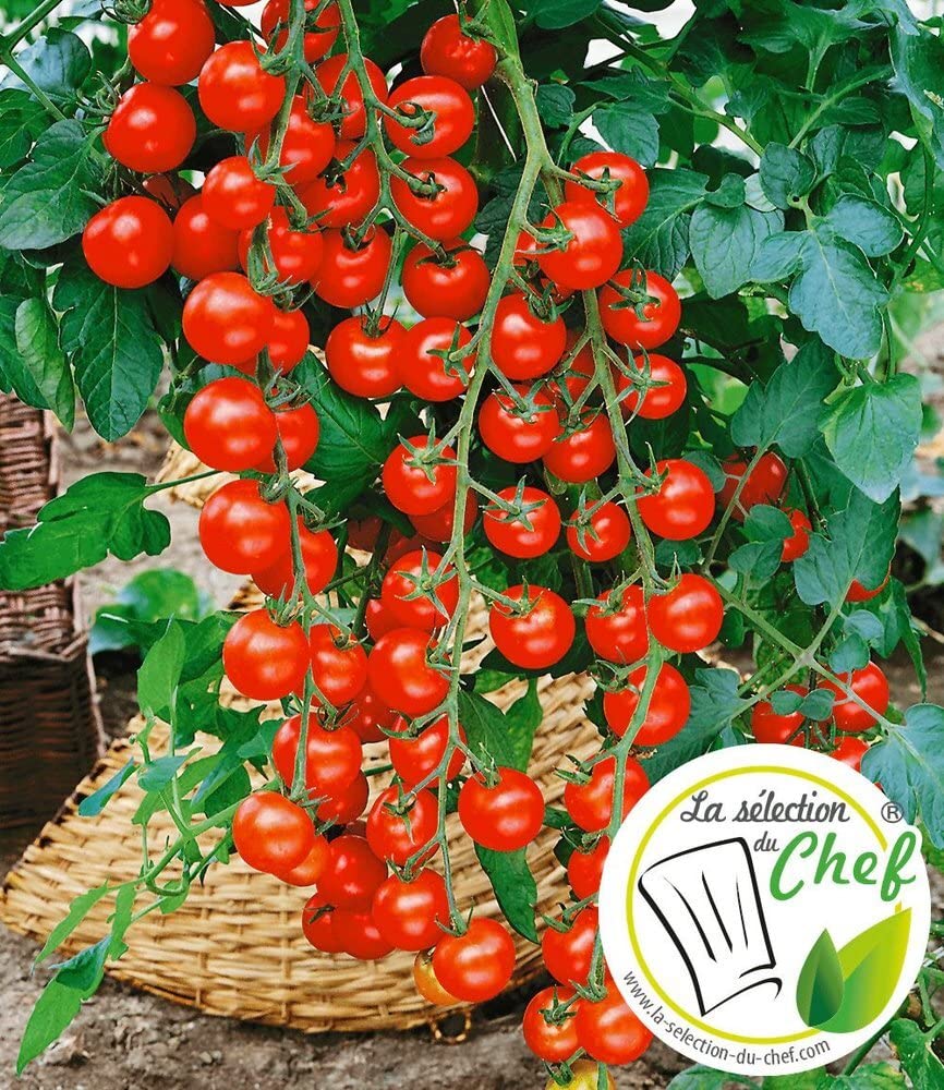 baldur-garten-veredelte-kirschtomate-pepe-f1-2-pflanzen-im-10-5-cm-topf image 2