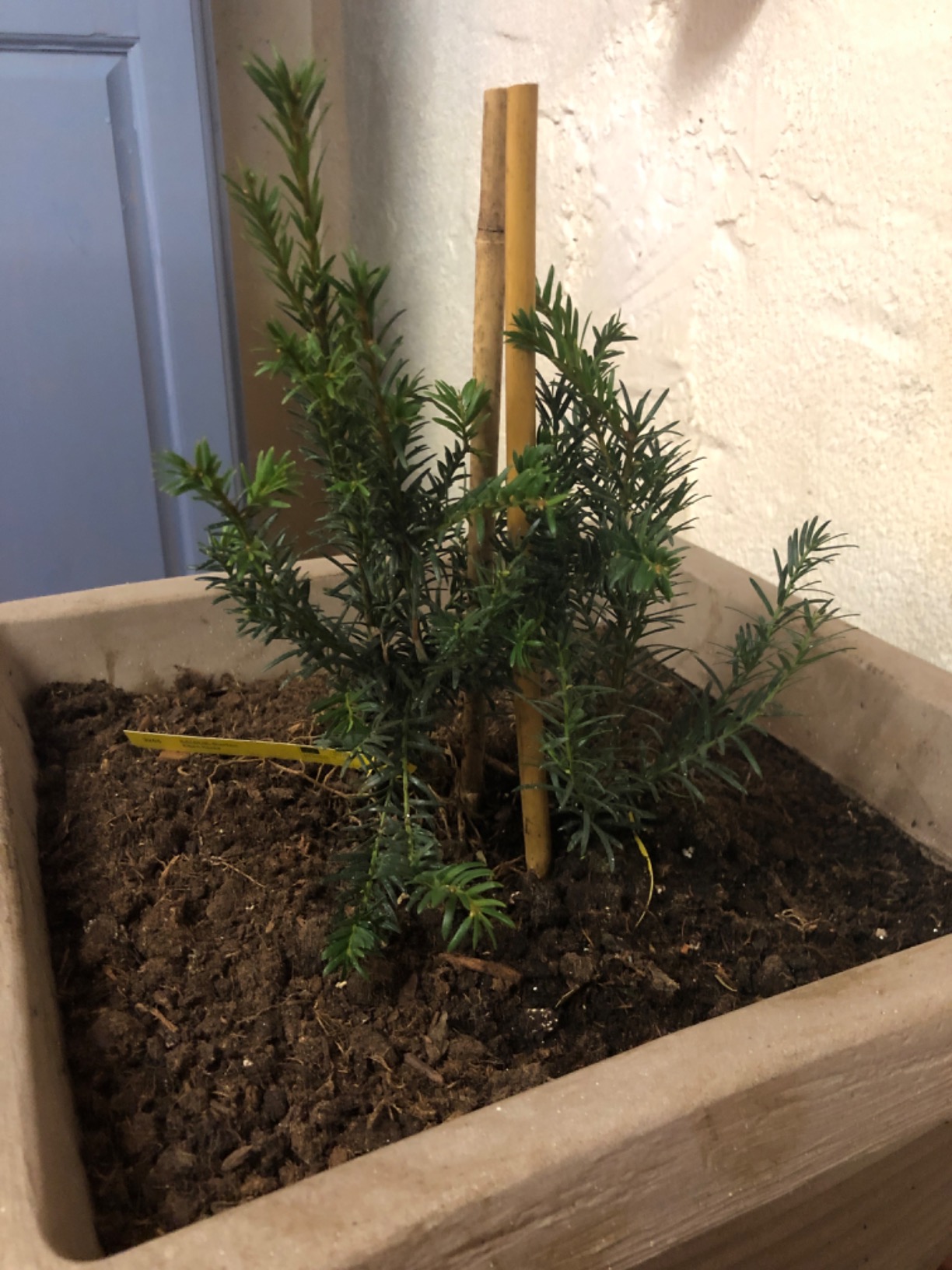 Kräftige Jungpflanzen