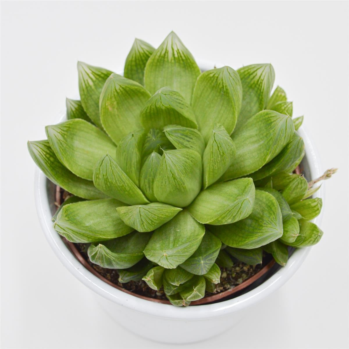 pasiora-haworthia-cymbiformis-sukkulente-10-5-cm-topf image 1