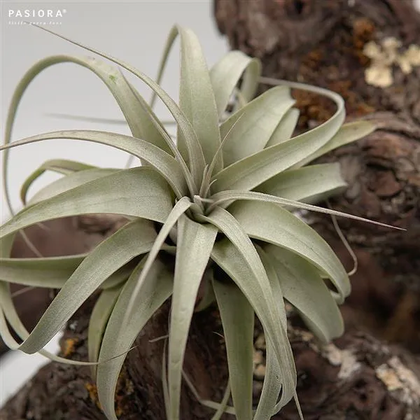 pasiora-tillandsia-xerographica-k-nigin-der-tillandsien image 1