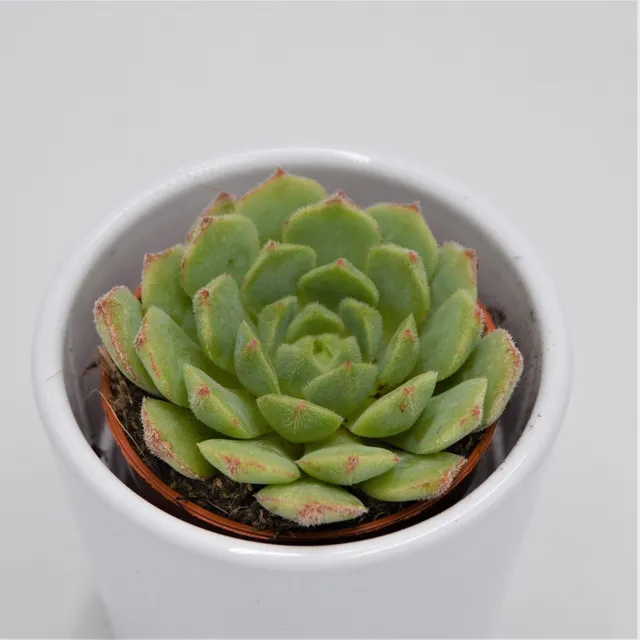 pasiora-echeveria-derosa-sukkulente-5-5cm-topf image 1