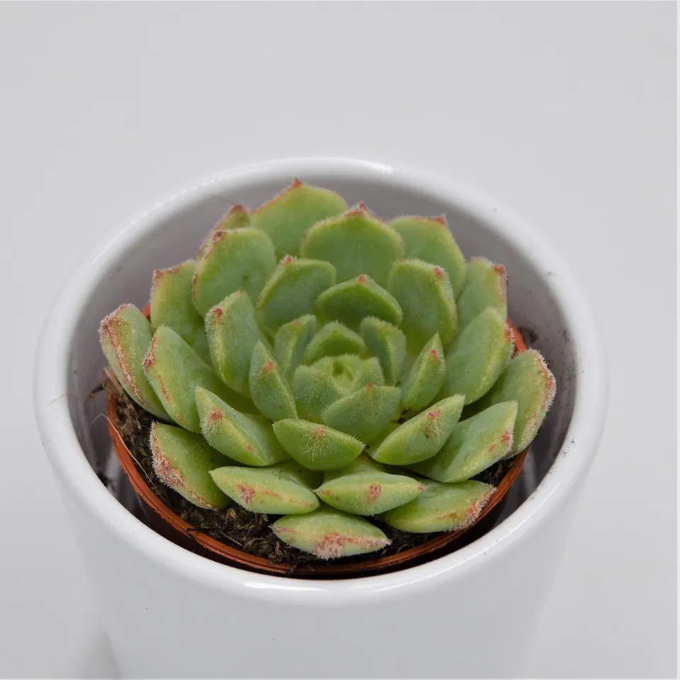 pasiora-echeveria-derosa-sukkulente-5-5cm-topf image 1