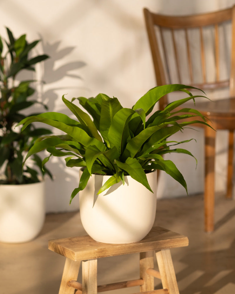 feey-nestfarn-zimmerpflanze-asplenium-nidus-mittel image 4
