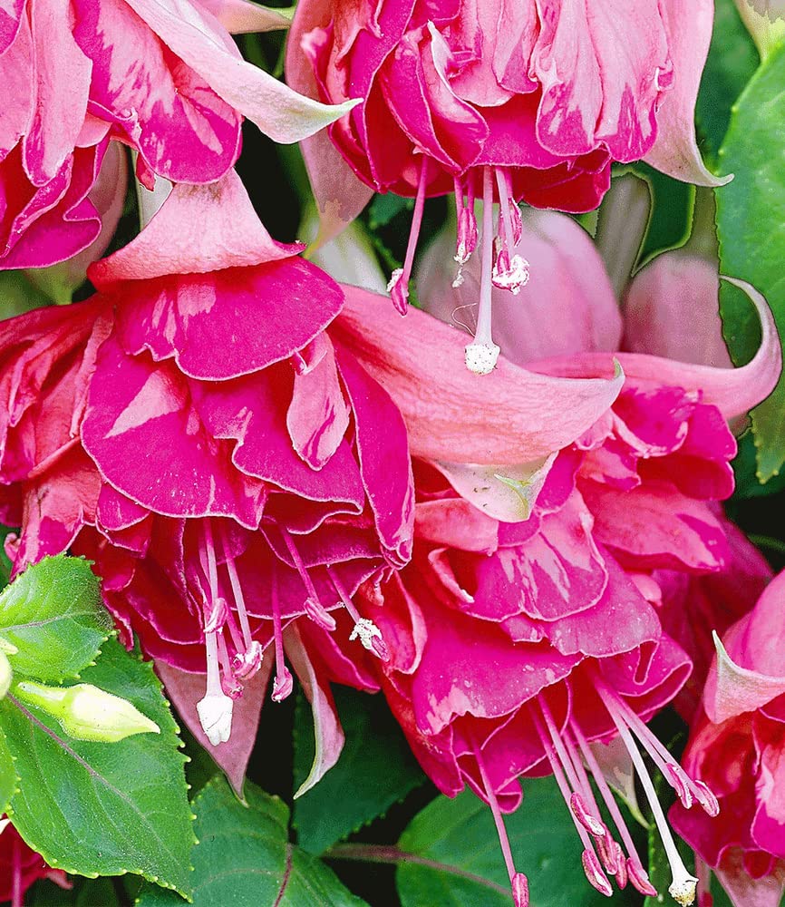 baldur-garten-riesen-fuchsie-bicentennial-2-pflanzen-fuchsia-9x9-cm-topf image 2