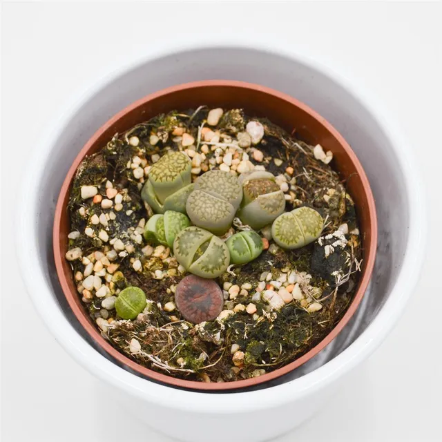 pasiora-lithops-ssp-lebende-steine-8-5cm-topf image 1