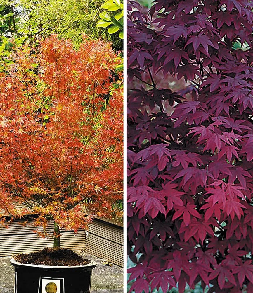 baldur-garten-japanischer-ahorn-mix-2er-katsura-burgund image 1