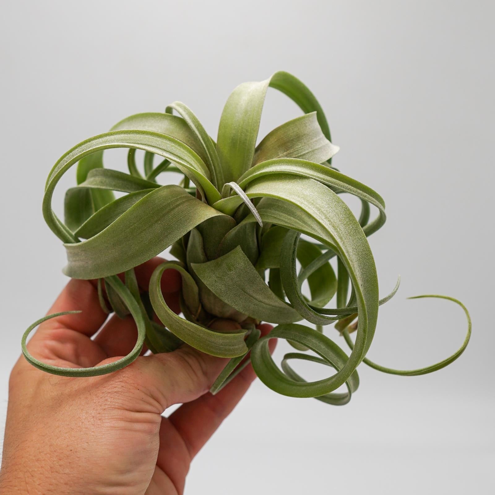 pasiora-tillandsia-curly-slim-luftpflanze-bromelie image 7