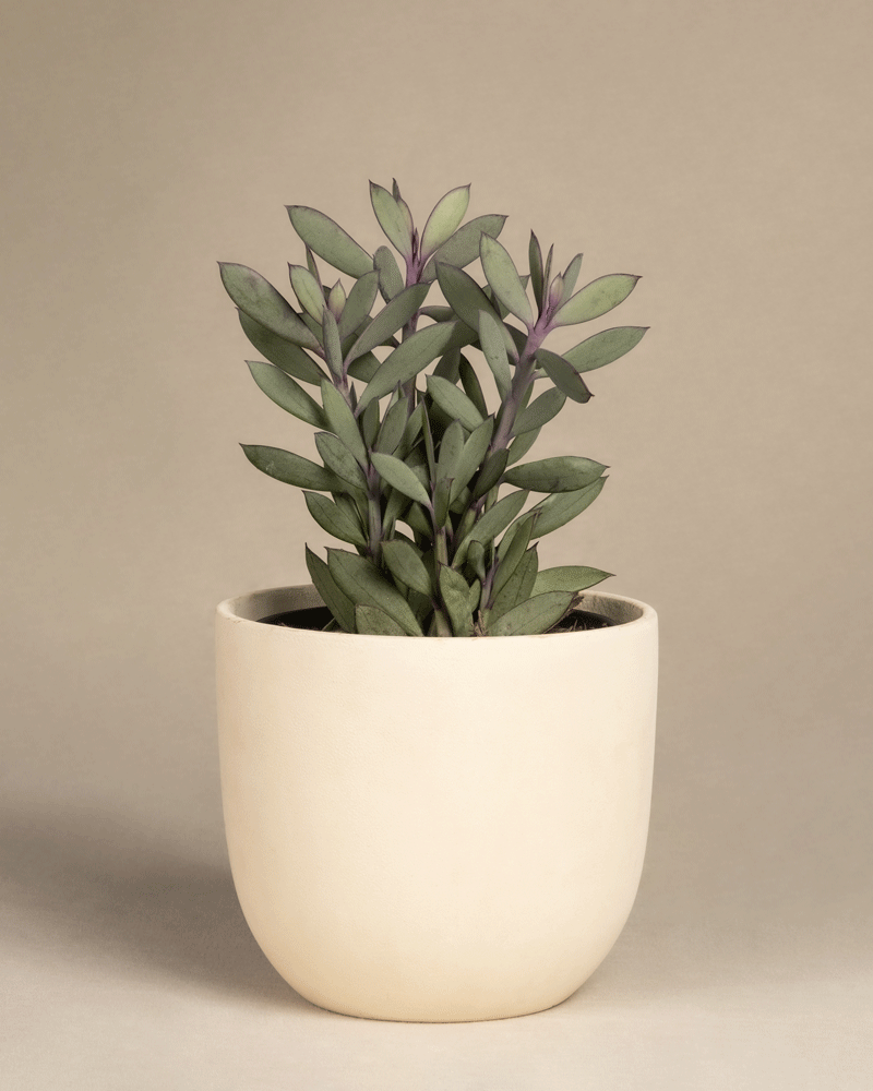 feey-senecio-crassissimus-sukkulente-14er-topf image 6