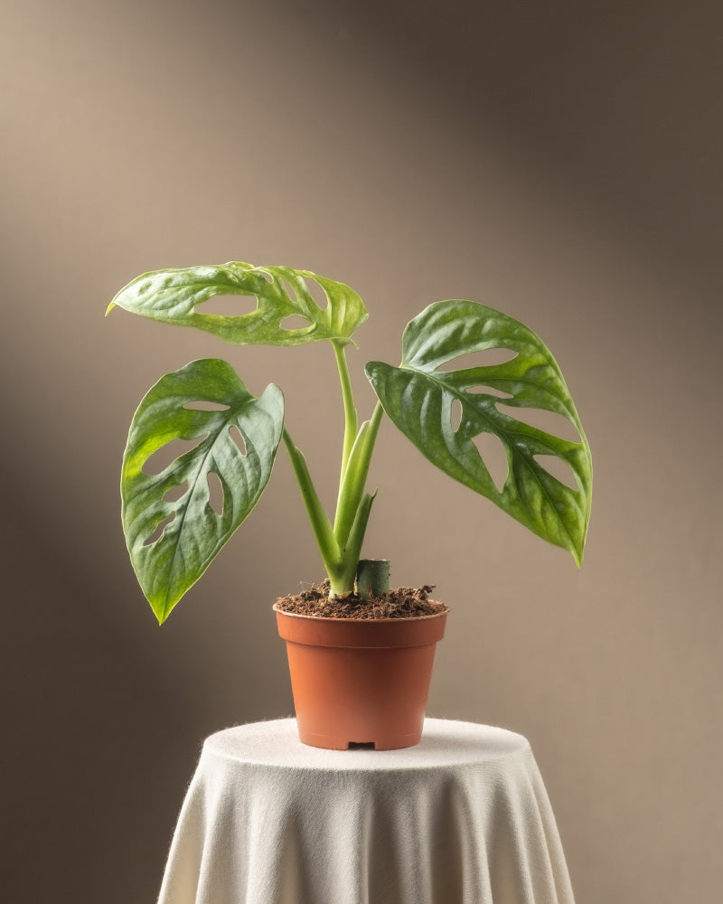 feey-monstera-adansonii-mint-babypflanze-panaschiert image 3
