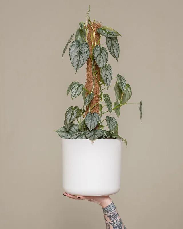 feey-philodendron-brandtianum image 1