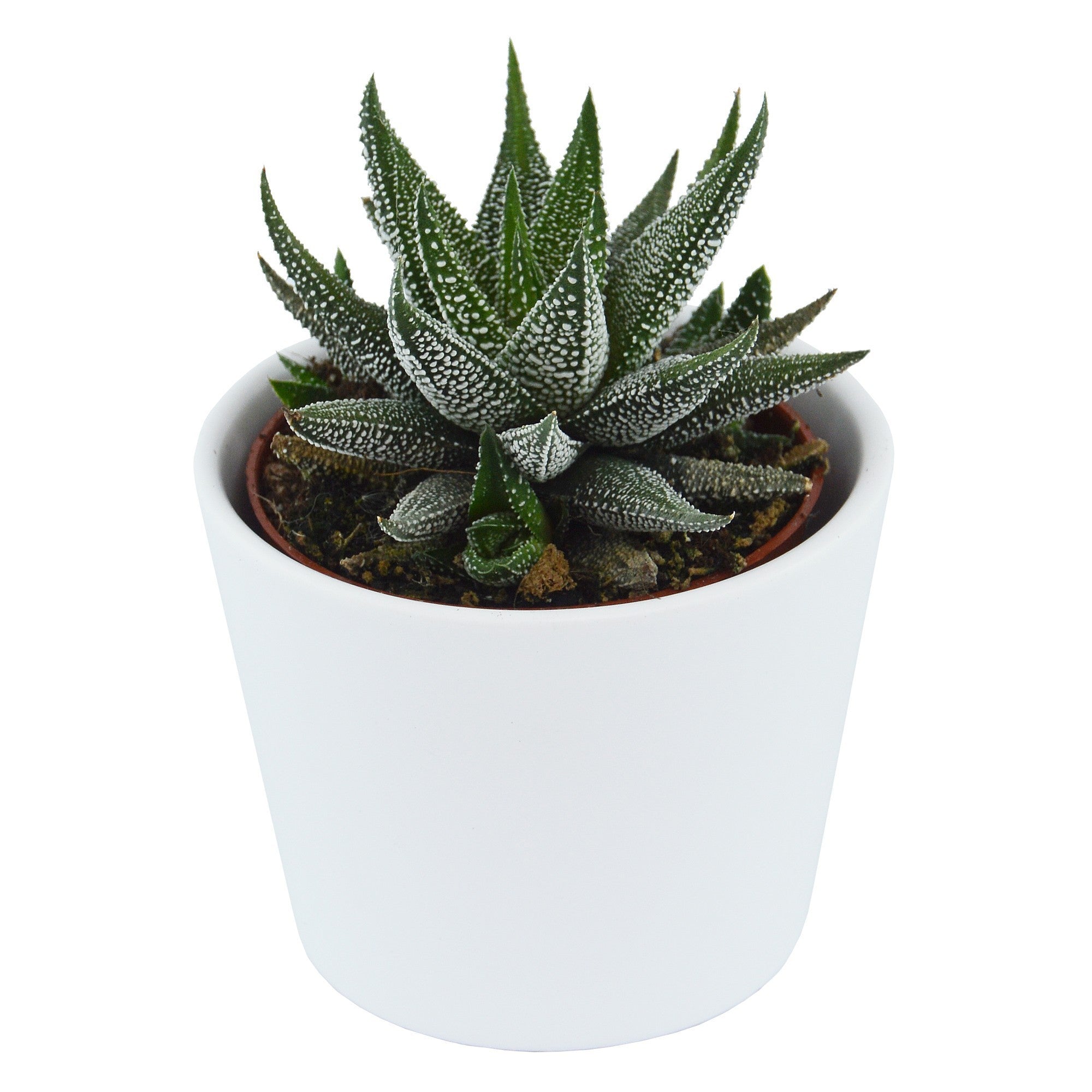 pasiora-haworthia-fasciata-concolor-6cm-topf image 1