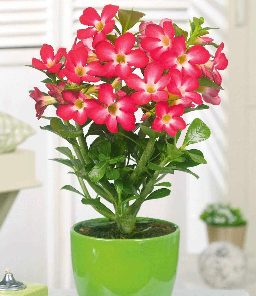 baldur-garten-zimmerpflanzen-kollektion-hawaii-palme-w-stenrose-rot image 4