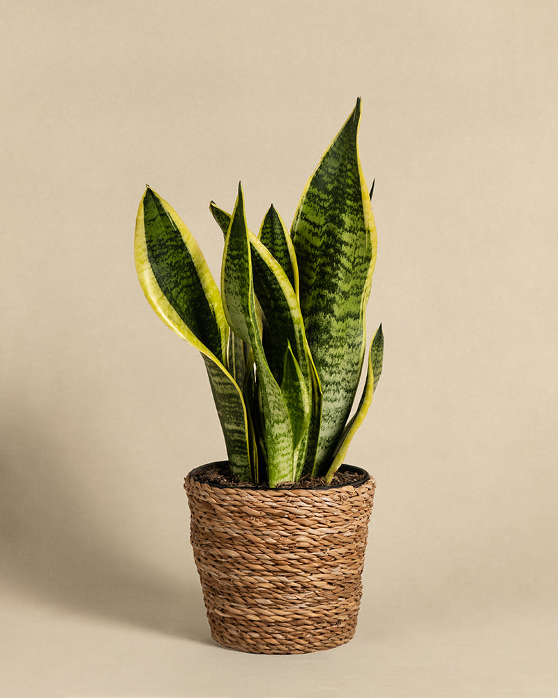 feey-schwiegermutterzunge-sansevieria-trifasciata-laurentii-zimmerpflanze image 7