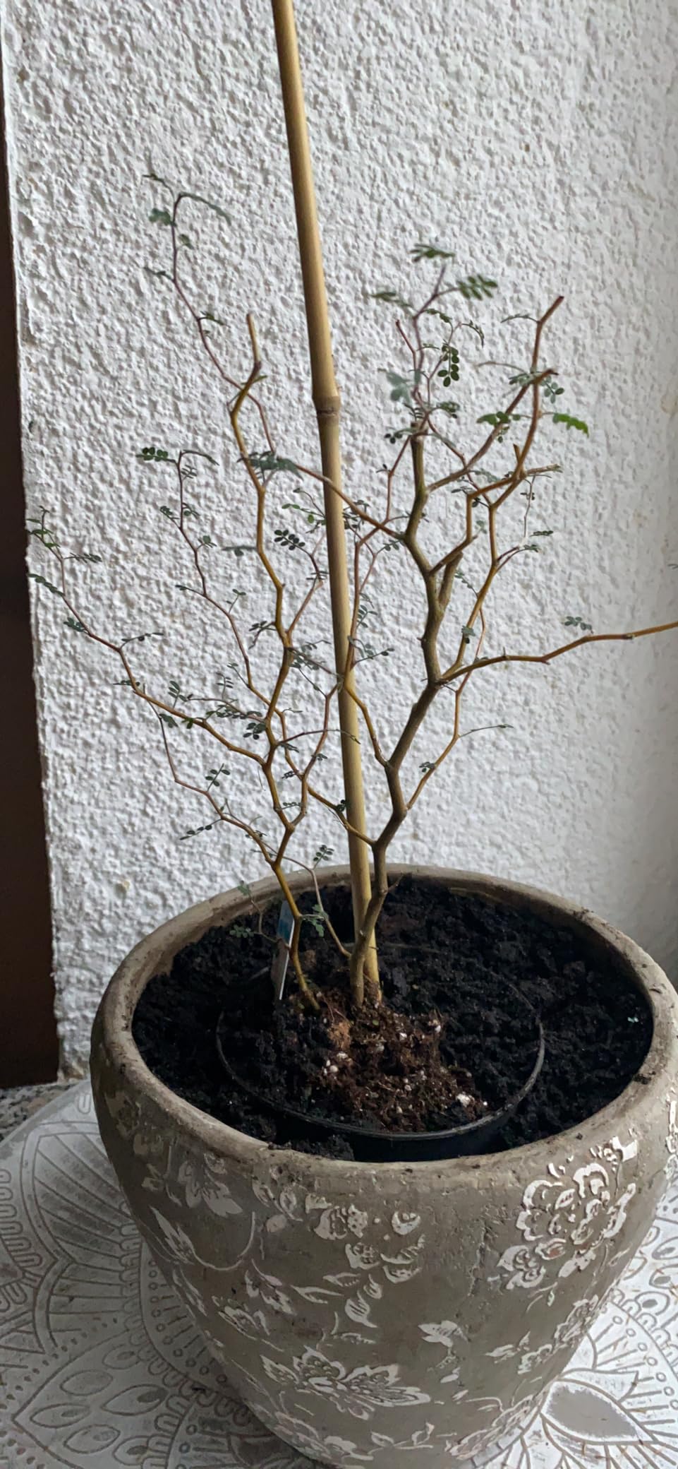 Kleiner Baum, große Wirkung