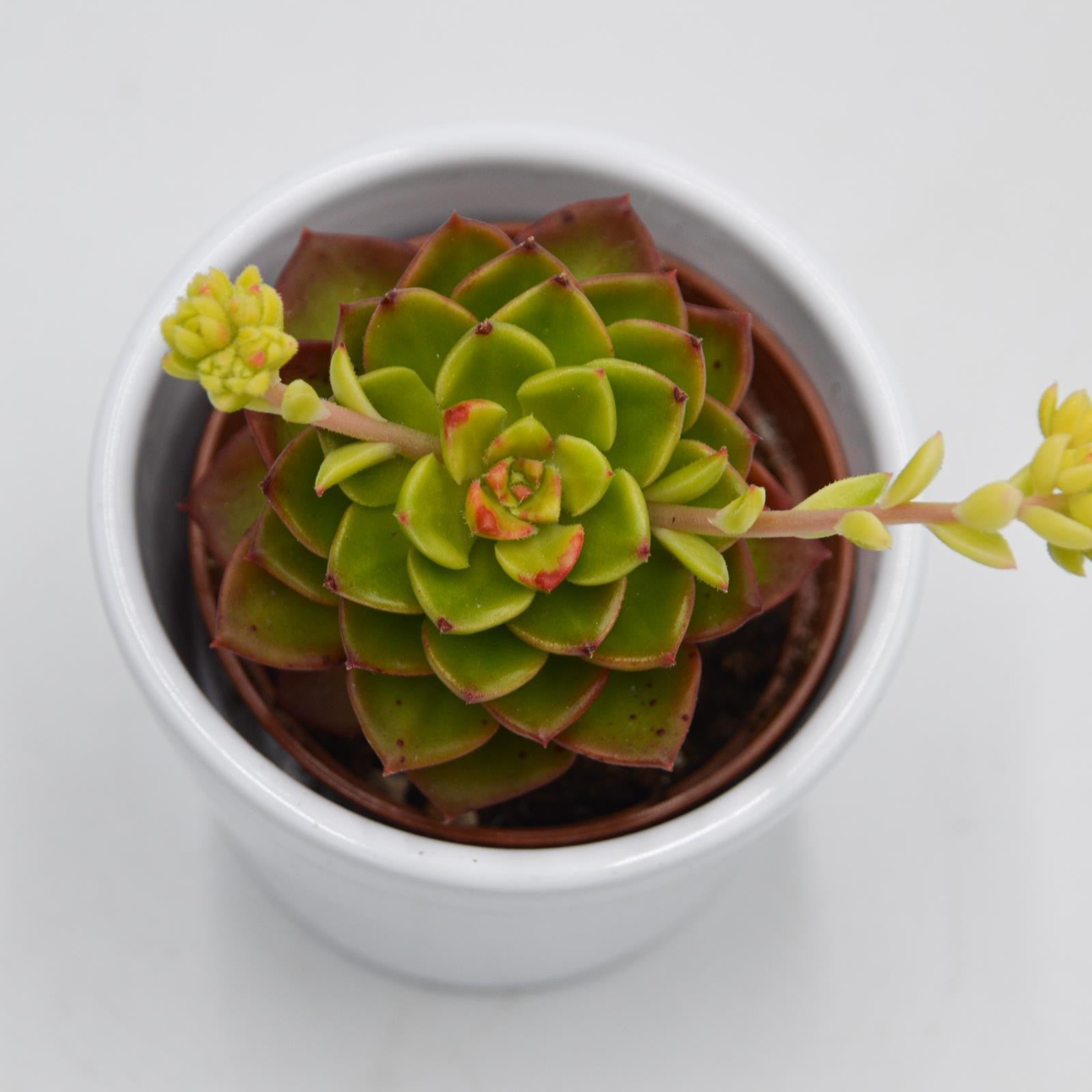 pasiora-x-sedeveria-letitzia-variegata-sukkulente-6cm image 1