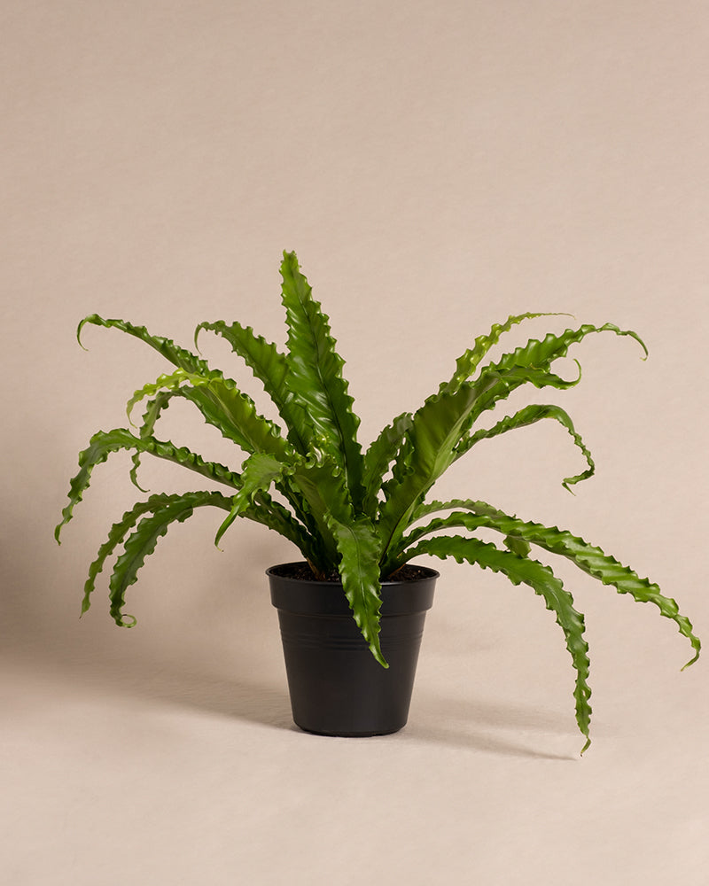 feey-gewellter-nestfarn-asplenium-nidus-zimmerpflanze-mittel image 3