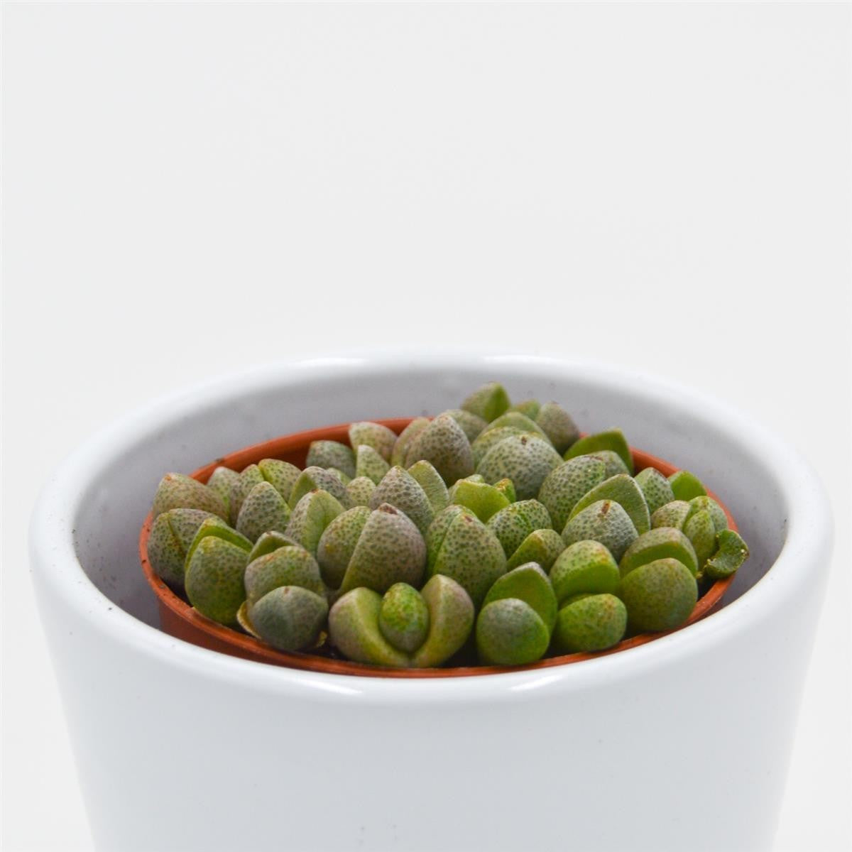 pasiora-pleiospilos-nelii-mini-lebende-steine-im-5-5cm-topf image 1