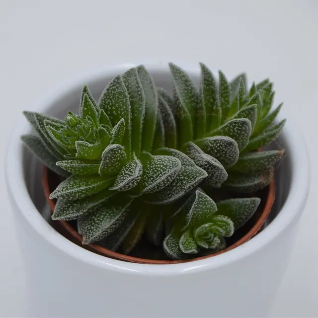 pasiora-crassula-frosty-dickblatt-im-5-5cm-topf image 1