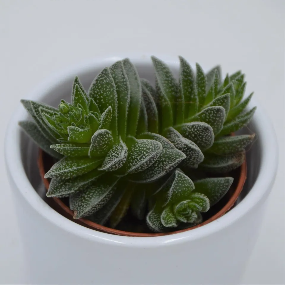 pasiora-crassula-frosty-dickblatt-im-5-5cm-topf image 1
