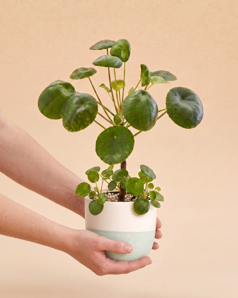 feey-ufopflanze-b-umchen-pilea-peperomioides-zimmerpflanze-klein image 1
