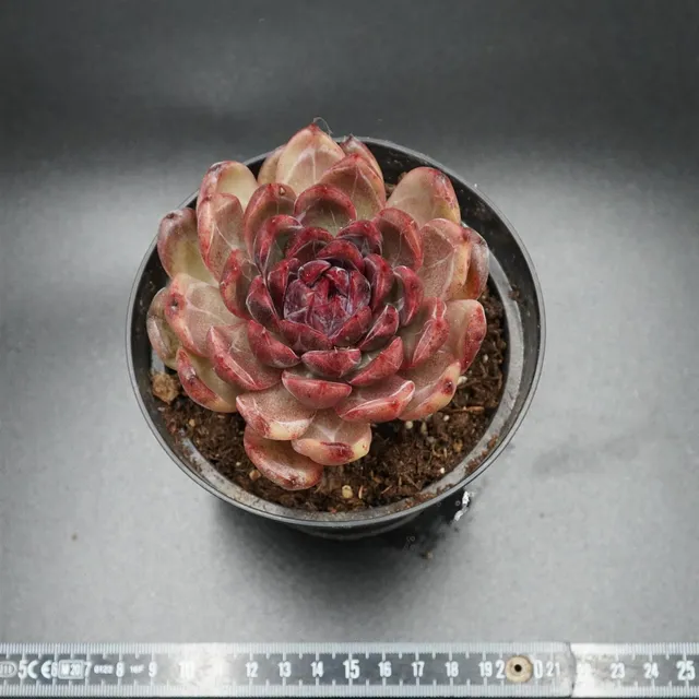 pasiora-echeveria-black-crystal-rarit-t-einzelst-ck image 1