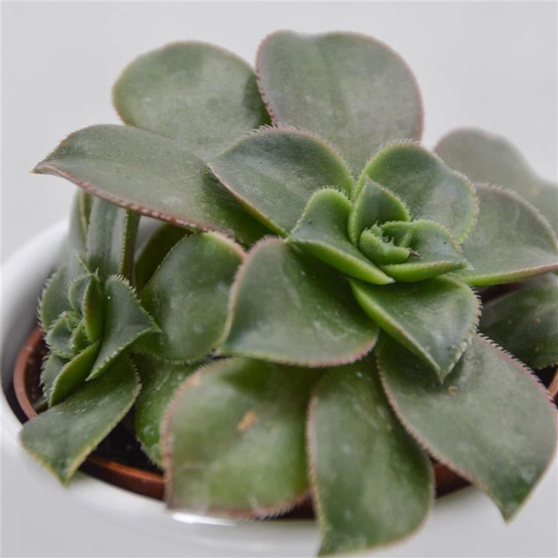 pasiora-aeonium-haworthii-dream-color-sukkulente-5-5cm image 3
