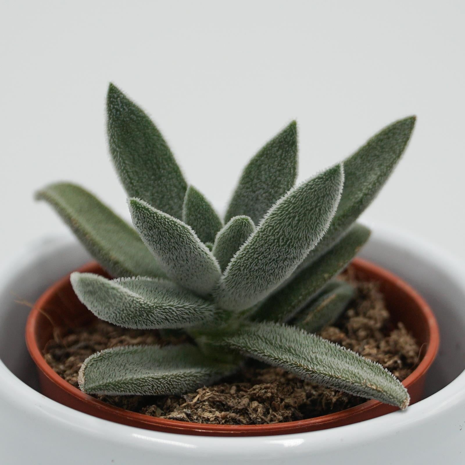 pasiora-crassula-mesembryanthemoides-tenelli-6cm-topf image 5