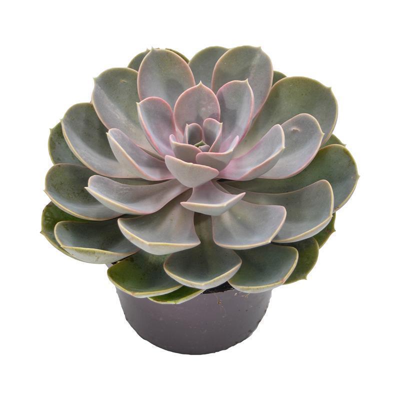 pasiora-echeveria-perle-von-n-rnberg-12cm-topf image 2