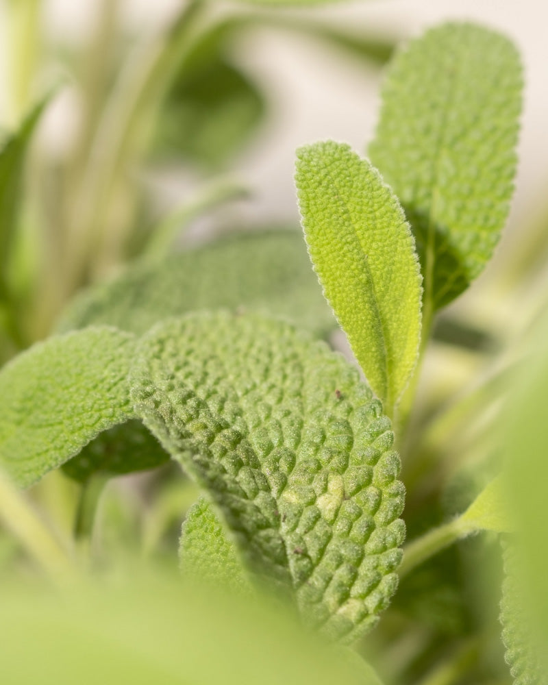 feey-echter-salbei-salvia-officinalis-kr-uterpflanze image 8