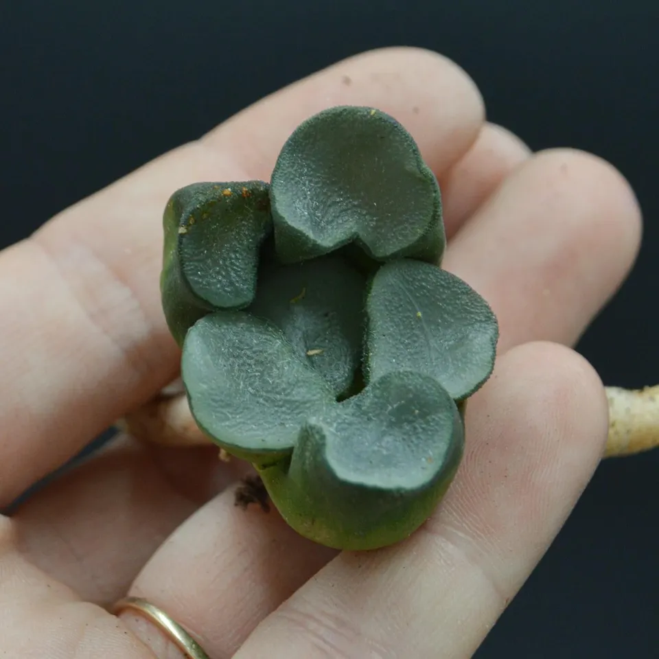 pasiora-haworthia-maughanii-buddhism-steckling-indoor image 1