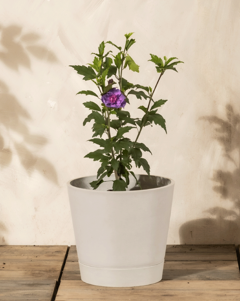 feey-blauer-hibiskus-hibiscus-syriacus-festblume-1-2-m image 4